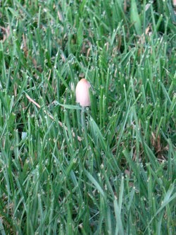 Вот такие грибы растут у меня на газоне.