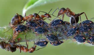 Борьба с муравьями на участке.