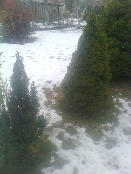 Газон зимой. Ледяная корка на газоне.