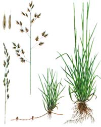 10 лучших видов газонной травы- названия и описания, с фото и рекомендациями